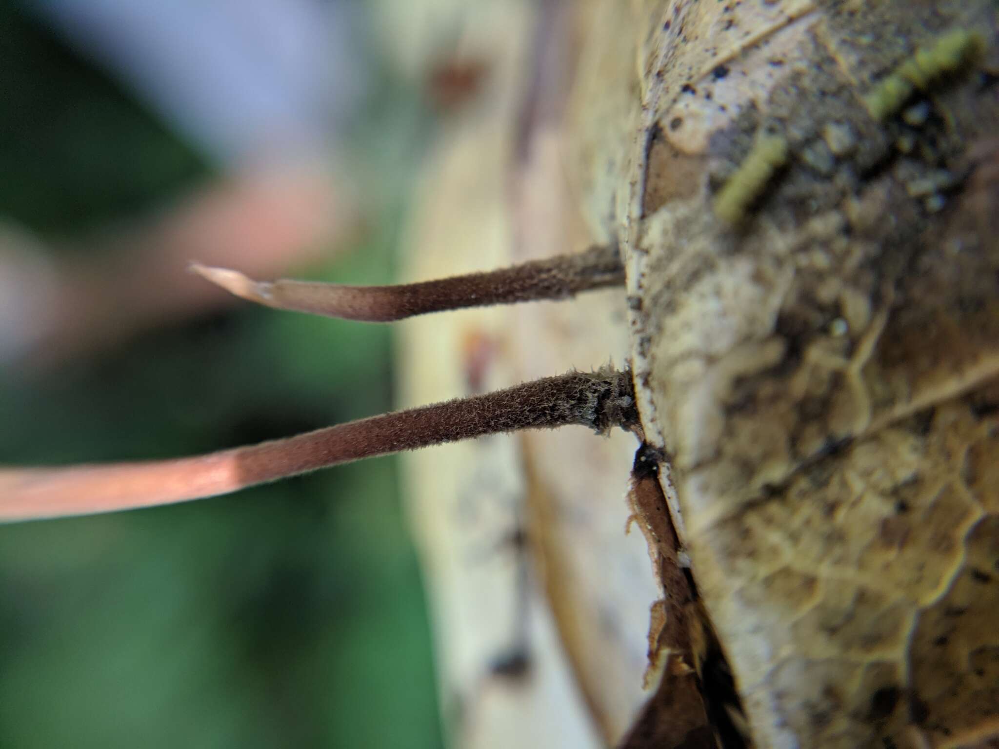 Image of Mycetinis salalis (Desjardin & Redhead) Redhead 2012