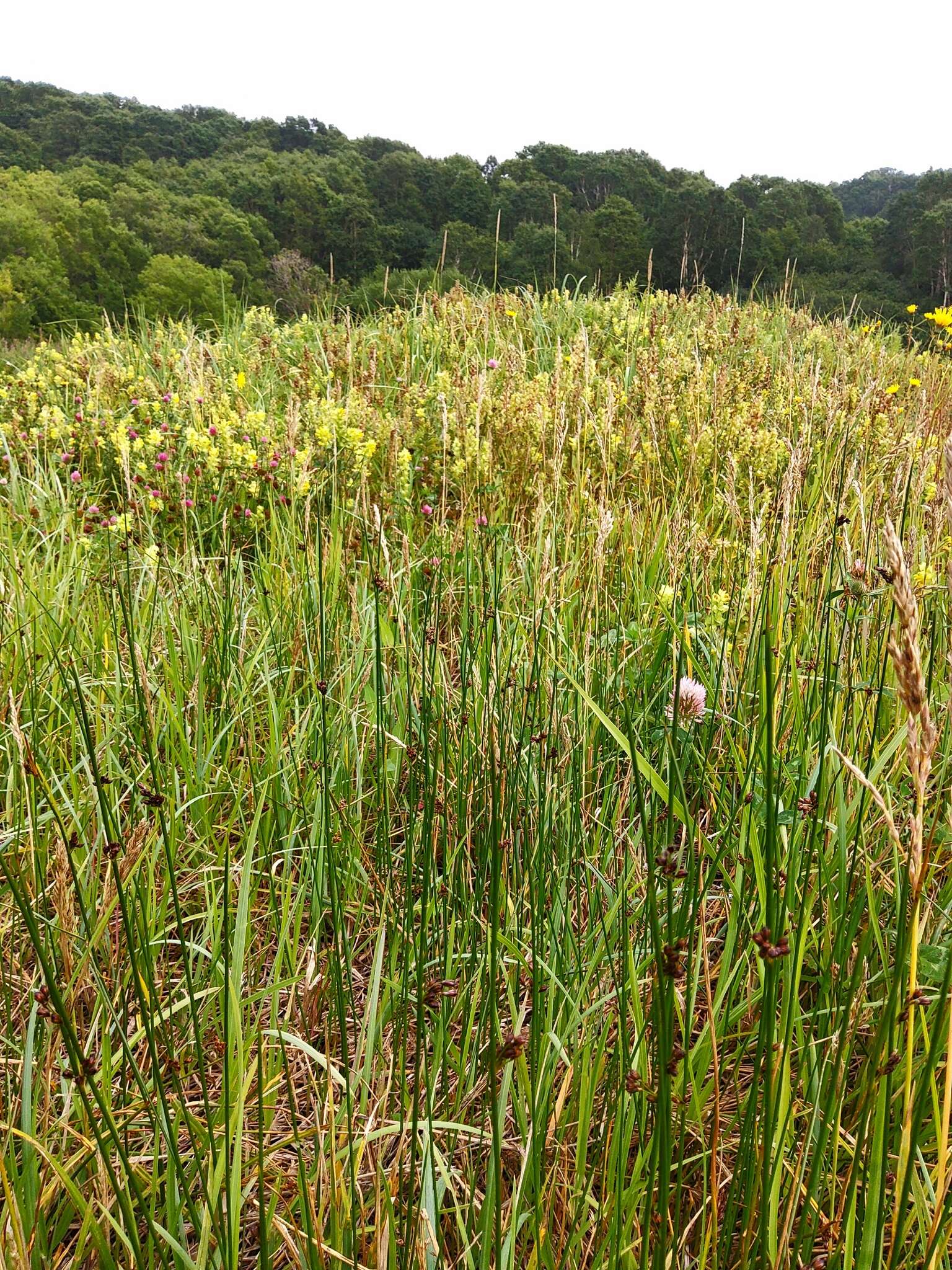 Image of Juncus beringensis Buch.