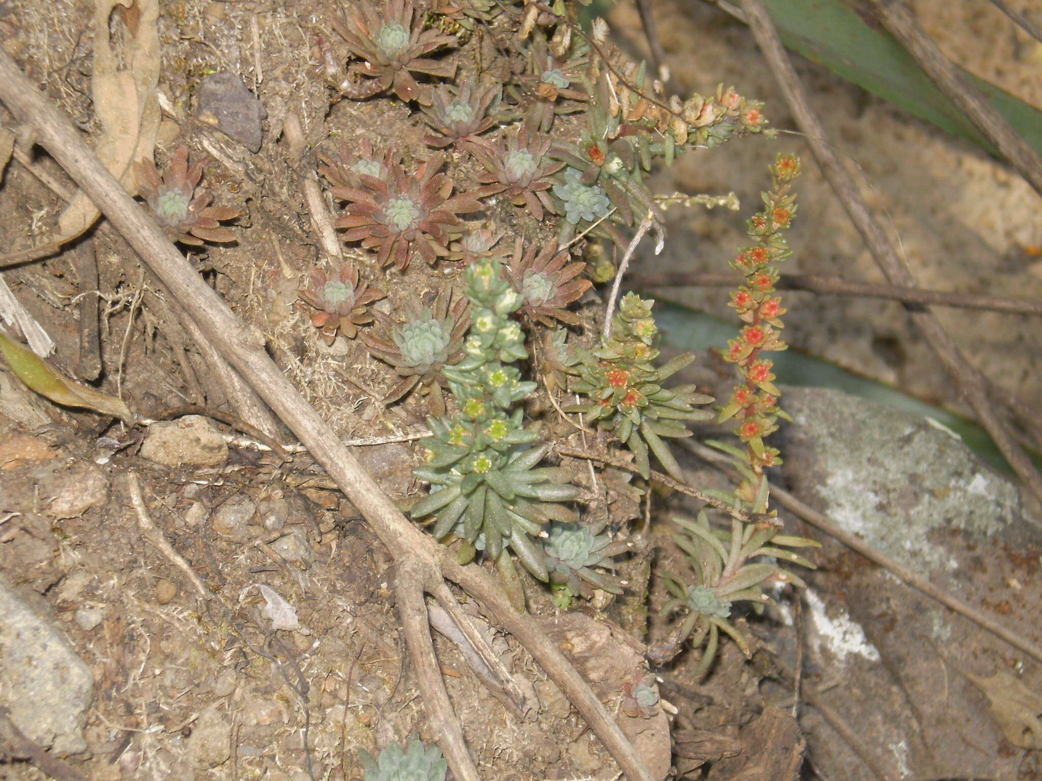 Image of Villadia misera (Lindl.) R. T. Clausen