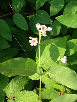 Image of flytrap dogbane