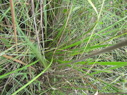 Image of Nerine angustifolia (Baker) W. Watson