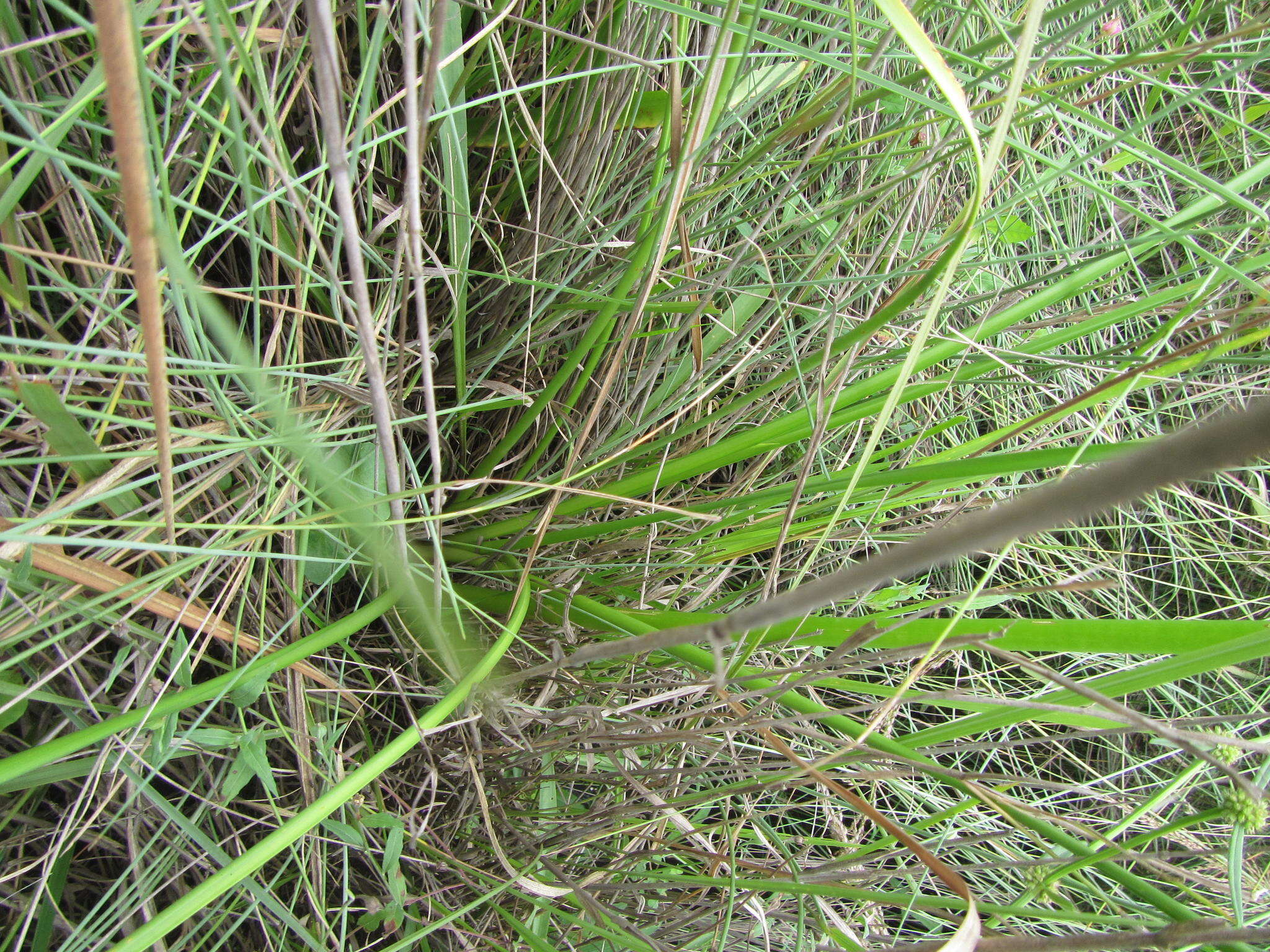 Image of Nerine angustifolia (Baker) W. Watson