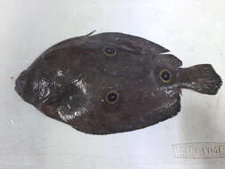 Image of Three-eye Flounder