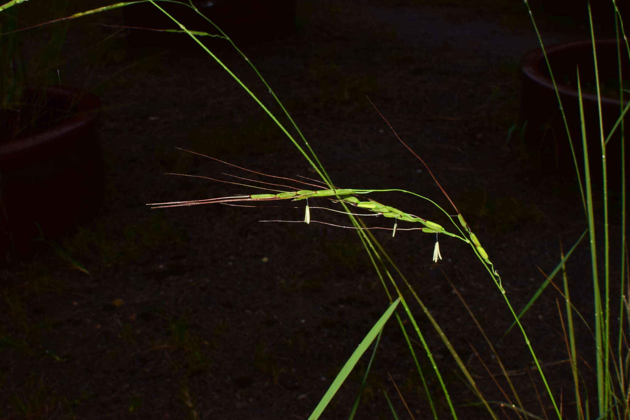 Plancia ëd Oryza rufipogon Griff.