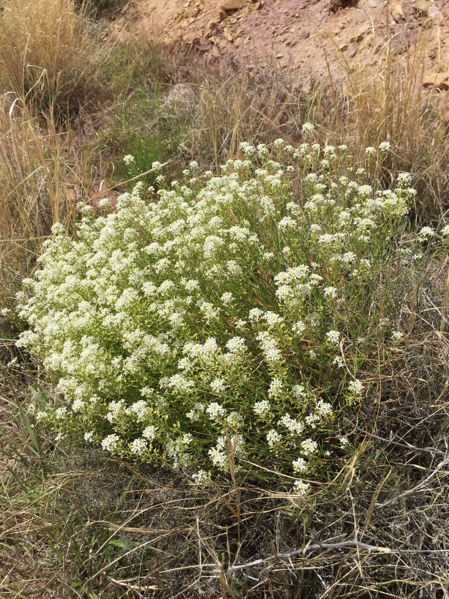 Image de Lepidium fremontii S. Watson