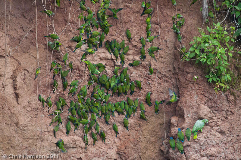 Image of Dusky-headed Parakeet