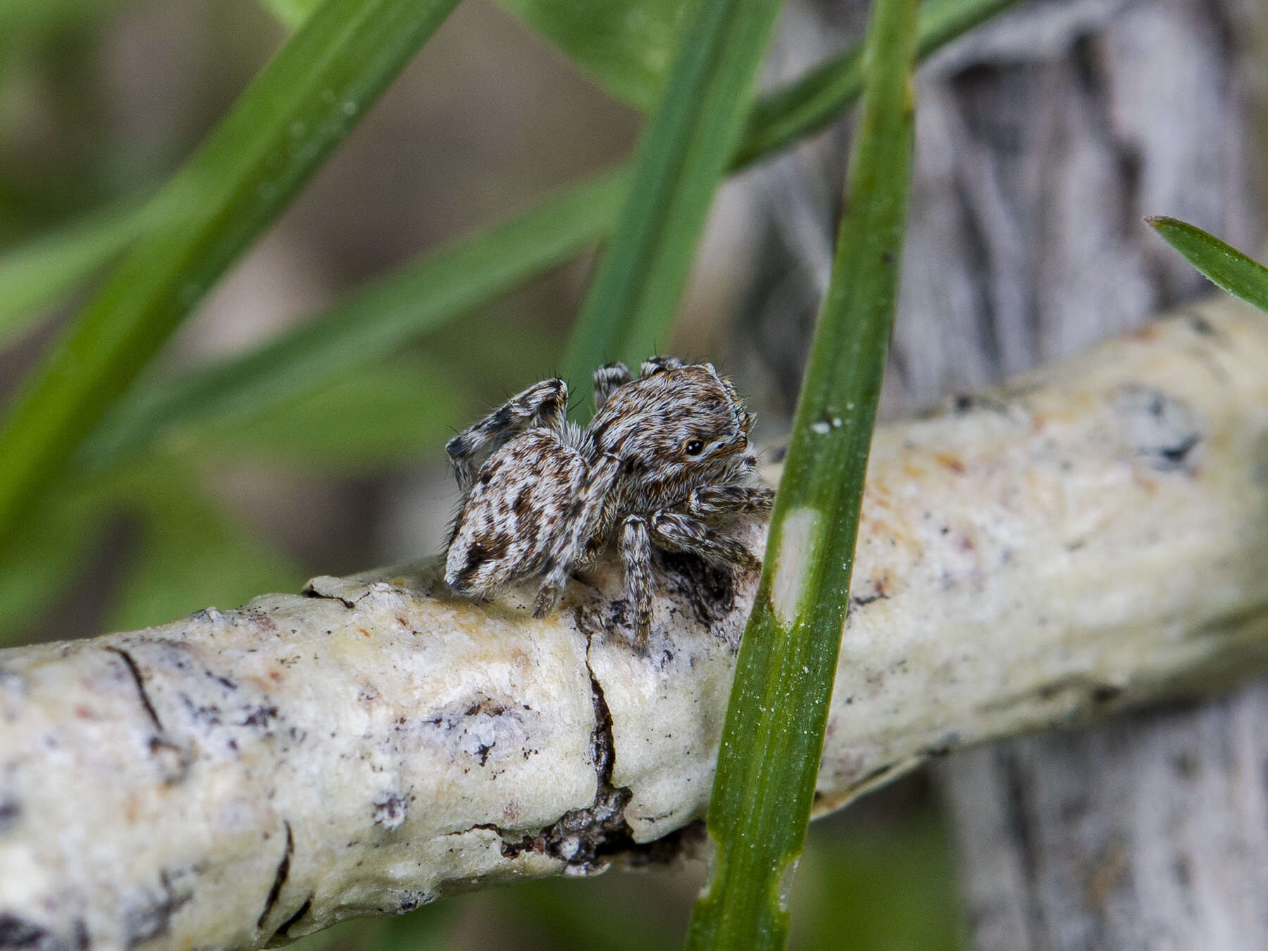 Image of Attulus nenilini (Logunov & Wesolowska 1993)