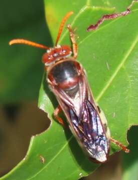 Image of Stizus fuscipennis (F. Smith 1856)