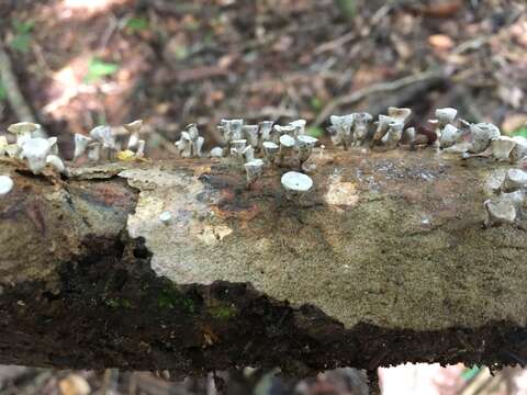 Gymnopus montagnei (Berk.) Redhead 2014 resmi