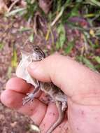 Anolis cybotes Cope 1862 resmi