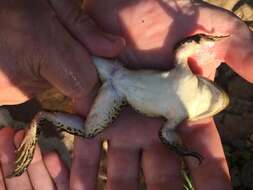 Image of Tarahumara Frog