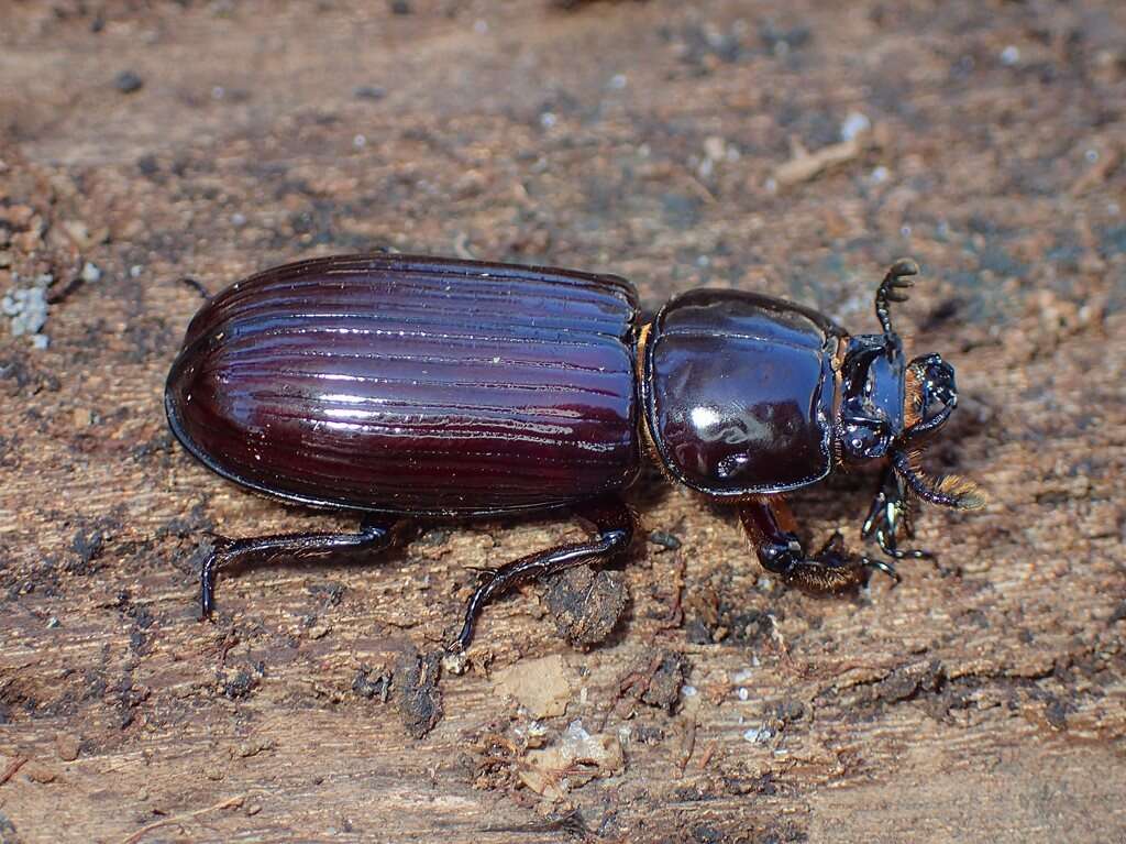 Image of Bess Beetles (genus)