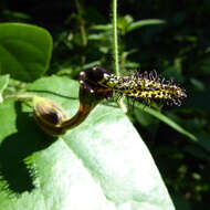 Image of Aristolochia pilosa Kunth