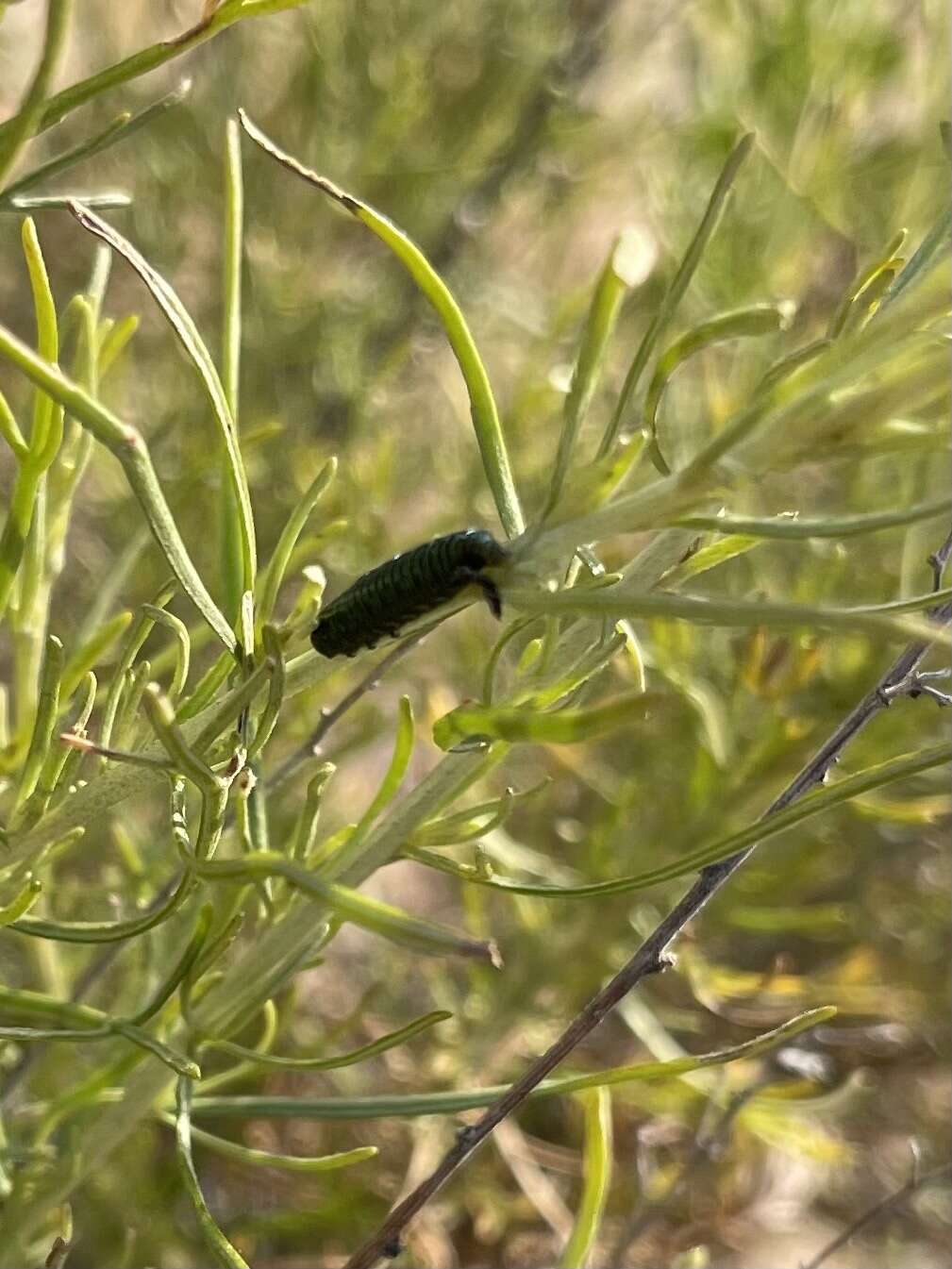 Imagem de Trirhabda sericotrachyla Blake 1931