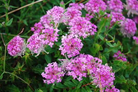 Image of Pimelea rosea R. Br.