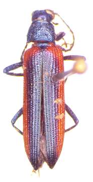 Image of Strongylium nitidiceps Champion 1888