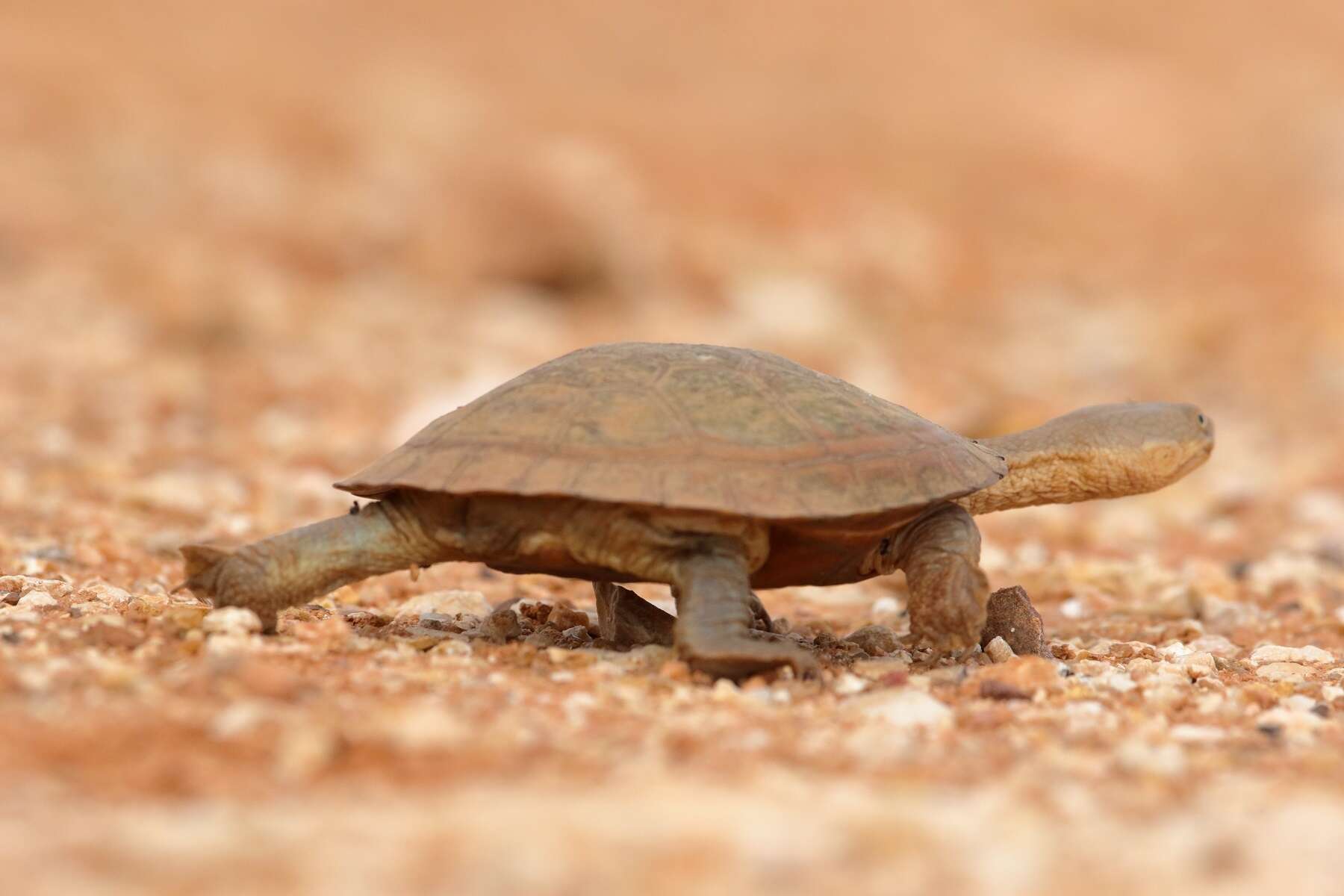 Image of Steindachner's snakeneck turtle