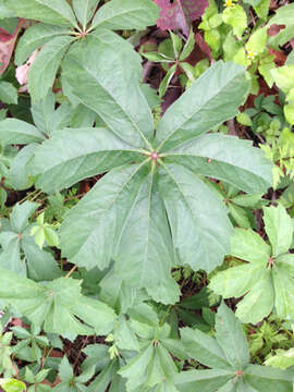 Image of sevenleaf creeper