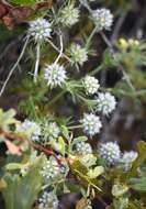 Eryngium aromaticum Baldw. resmi