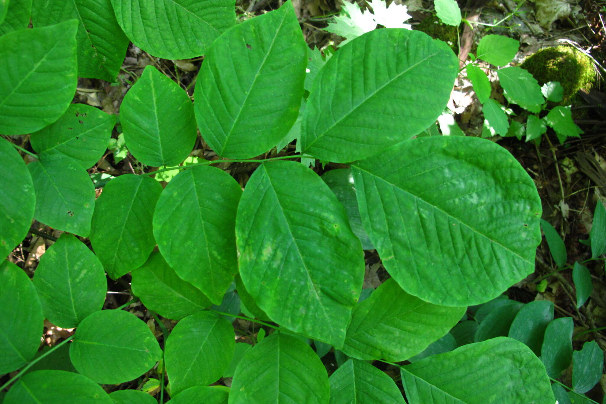 Image of yellowwood