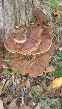 Image of Ganoderma sessile Murrill 1902