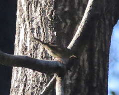 Слика од Troglodytes aedon parkmanii Audubon 1839