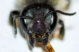 Image of Leafcutter bee