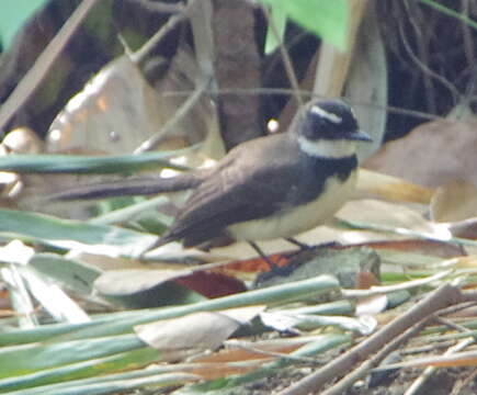 Image of Philippine Pied Fantail