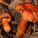 Image de Lactarius substriatus A. H. Sm. 1960