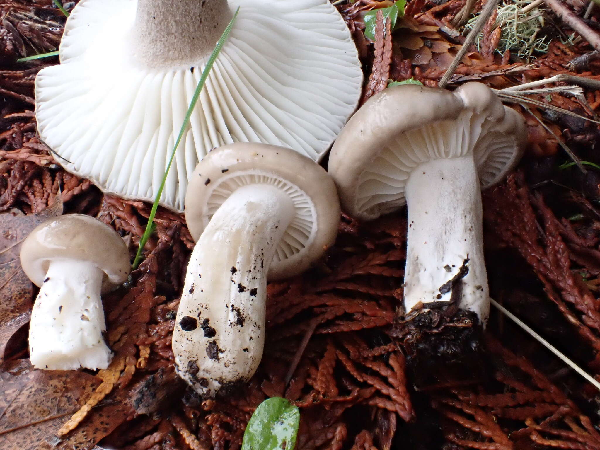 Hygrophorus agathosmoides Lebeuf, E. Larss. & Bellanger的圖片