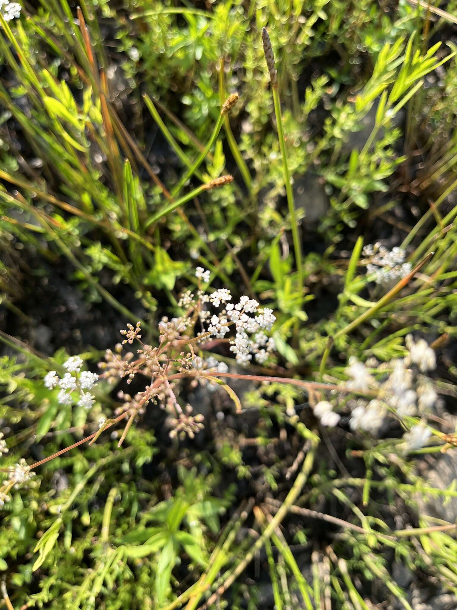 Image of Gulf River Harperella