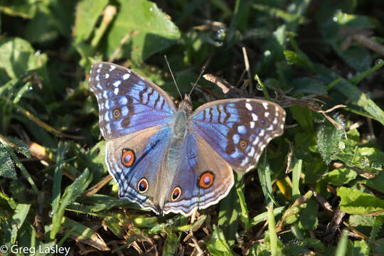 Image of Junonia rhadama Boisduval 1833