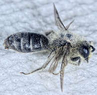 Image of Callandrena Cockerell 1898