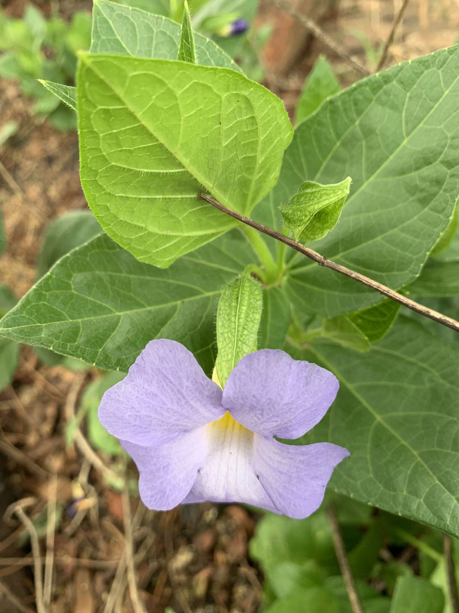 Image of Thunbergia natalensis Hook.