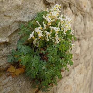 Image of Pseudofumaria alba subsp. acaulis (Wulfen) Lidén