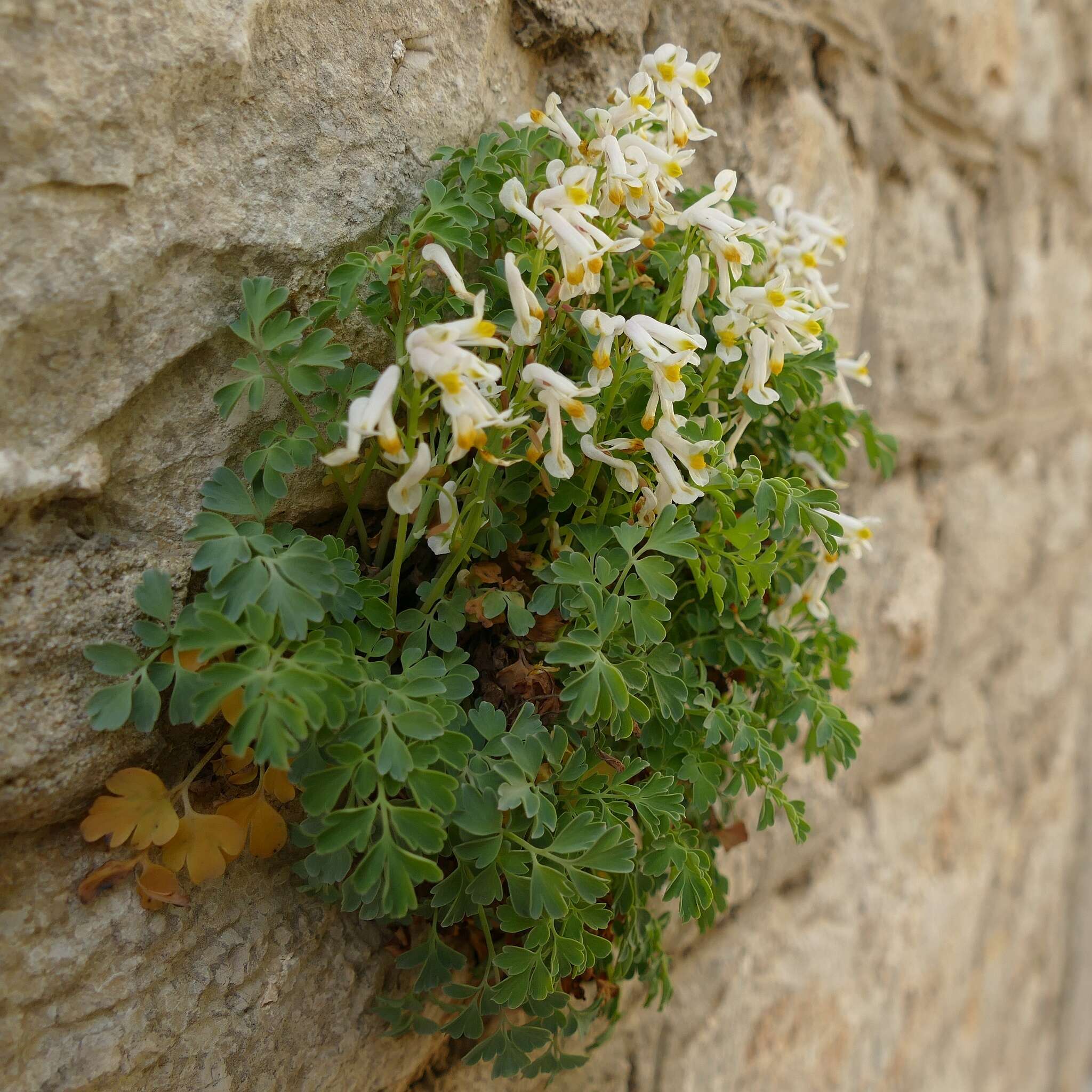 Imagem de Pseudofumaria alba subsp. acaulis (Wulfen) Lidén