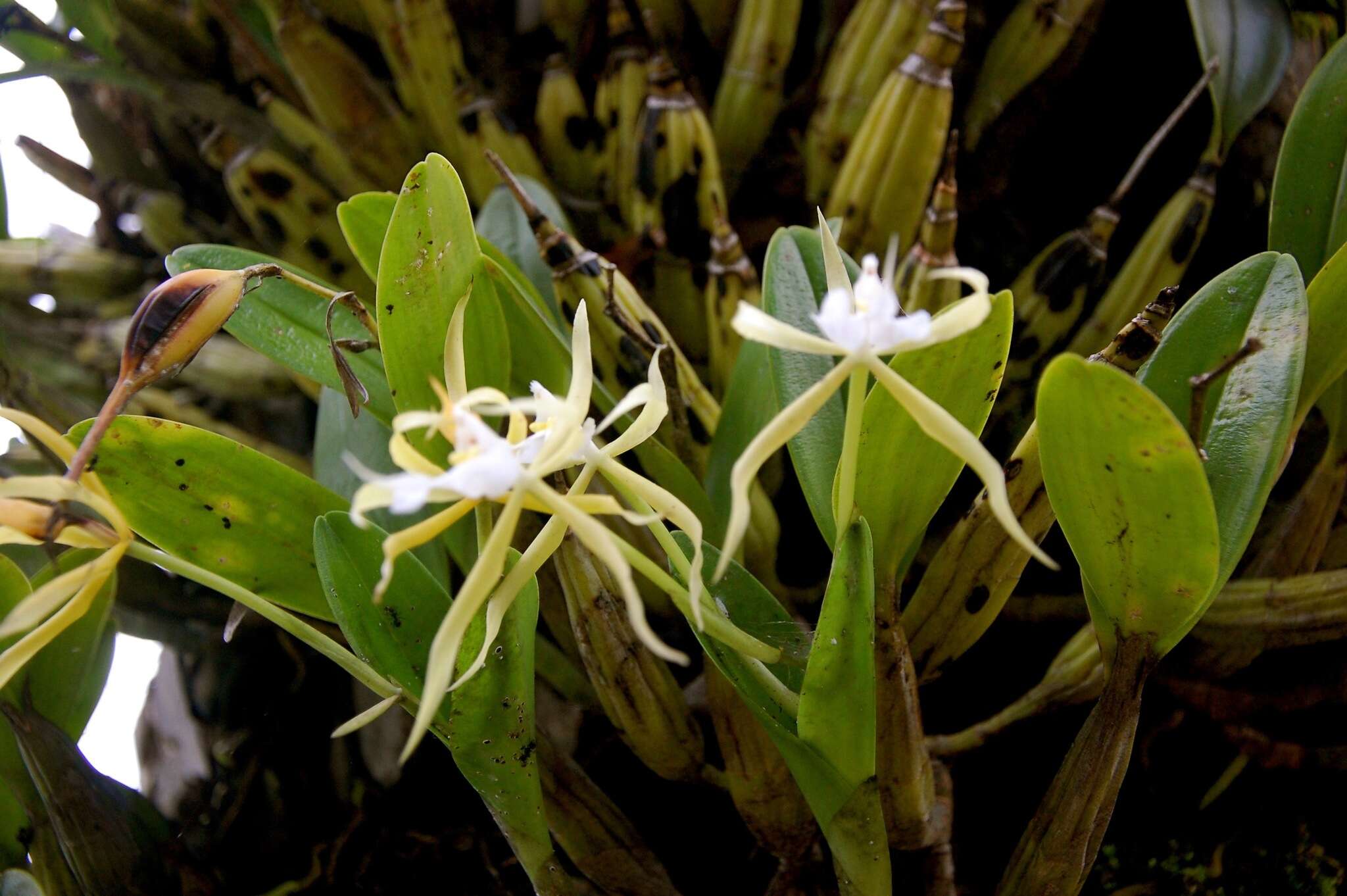 Plancia ëd Epidendrum oerstedii Rchb. fil.