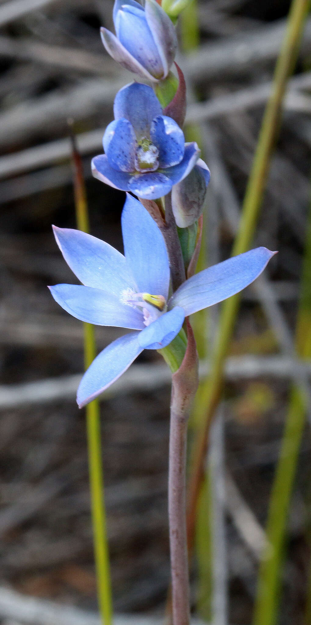 Image of Gumland sun orchid