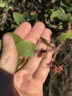 Image of woollyleaf manzanita