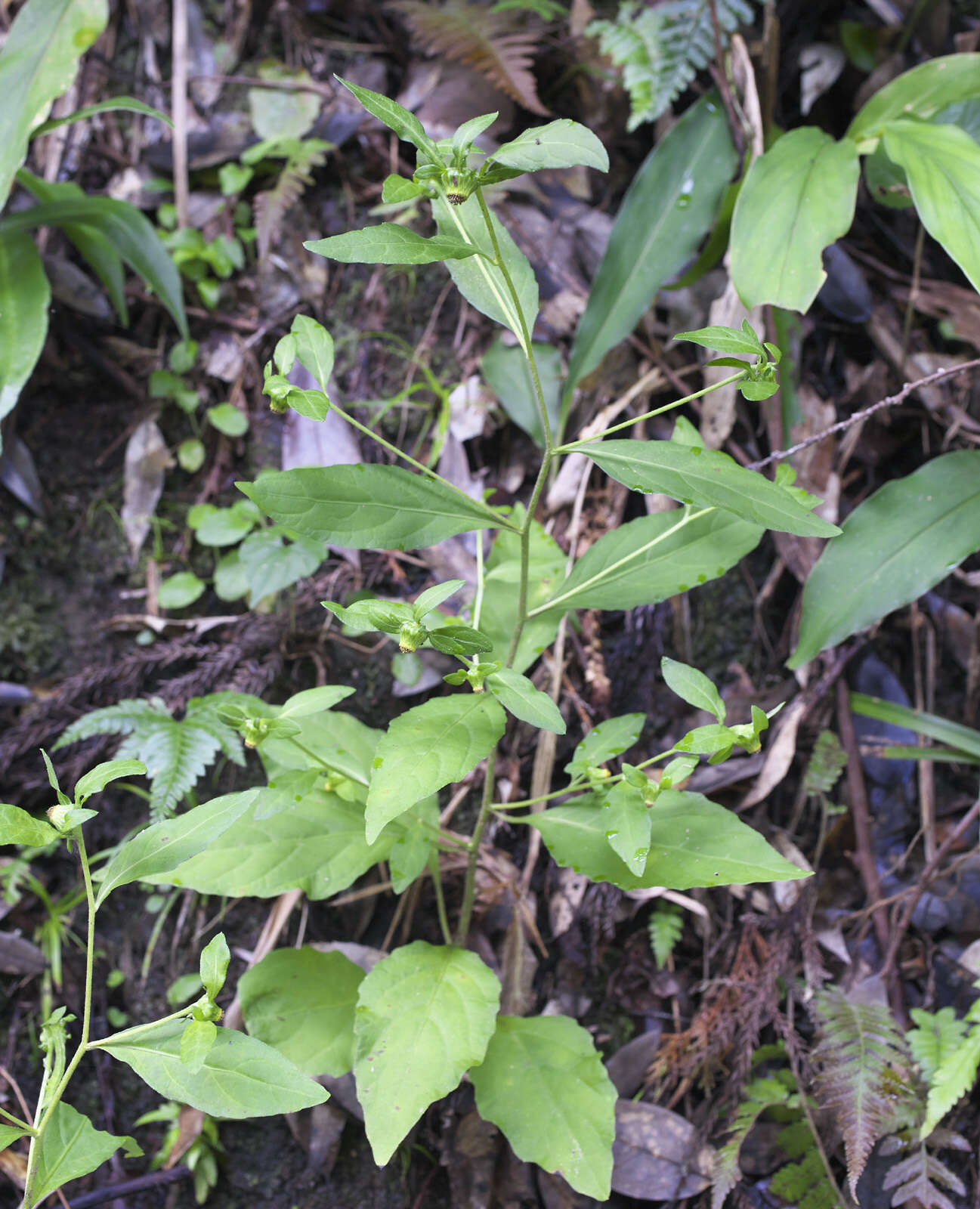 Image of Carpesium divaricatum Sieb. & Zucc.