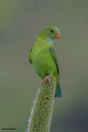 Image of Vernal Hanging Parrot