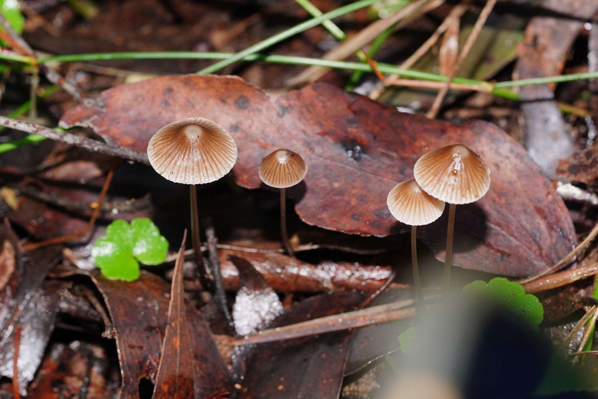 Sivun Mycena albidofusca Cleland 1933 kuva