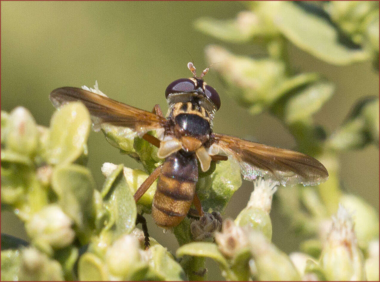 Image of Trichopoda subdivisa (Townsend 1908)