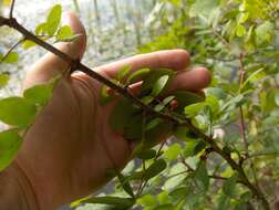 Image of common pricklyash