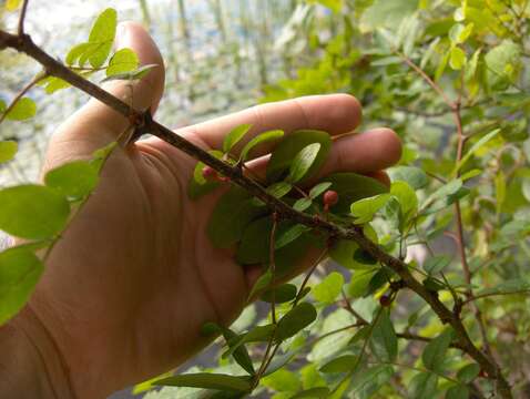 Imagem de Zanthoxylum americanum Mill.