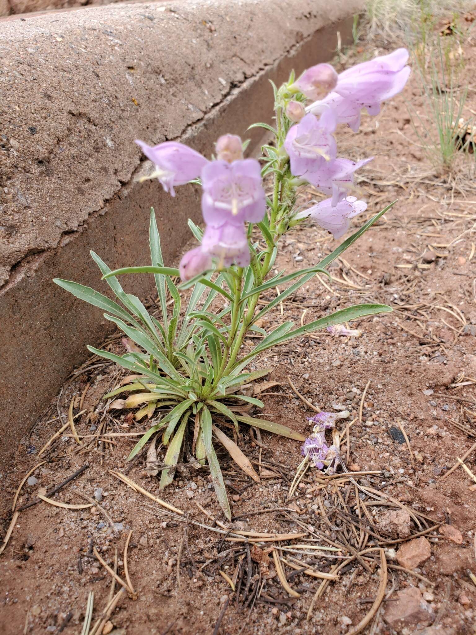 Image of James' beardtongue