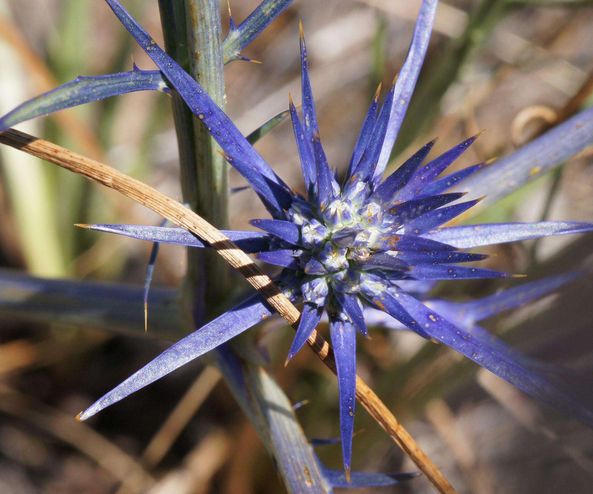 Imagem de Eryngium ovinum A. Cunn.