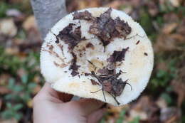 Image of Lactarius aquizonatus Kytöv. 1984