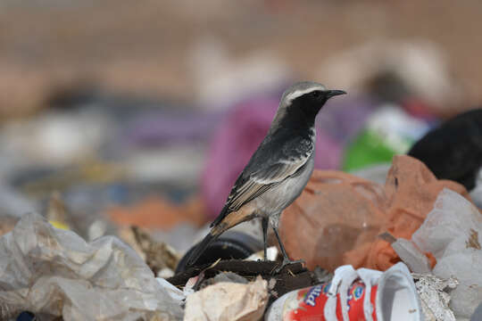 Image of Red-rumped Wheatear