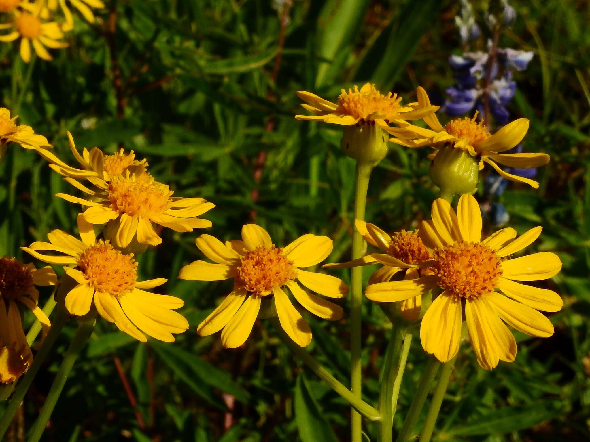 Image of Thick-Leaf Ragwort